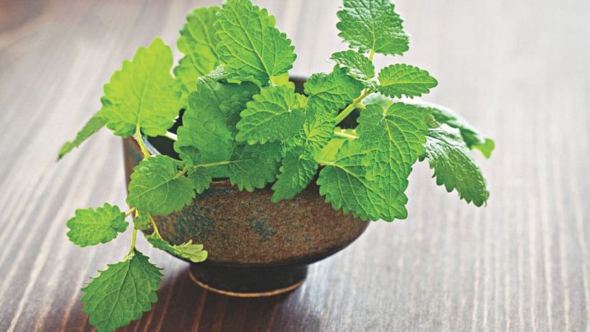 mint mint