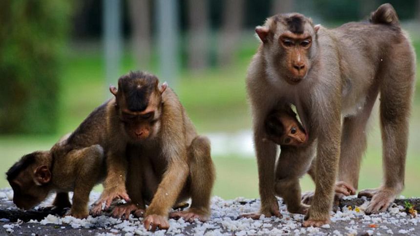 New AIDS drug shields monkeys: Study