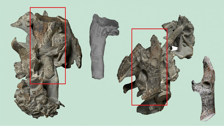 The fossil of a giant penguin The fossil of a giant penguin