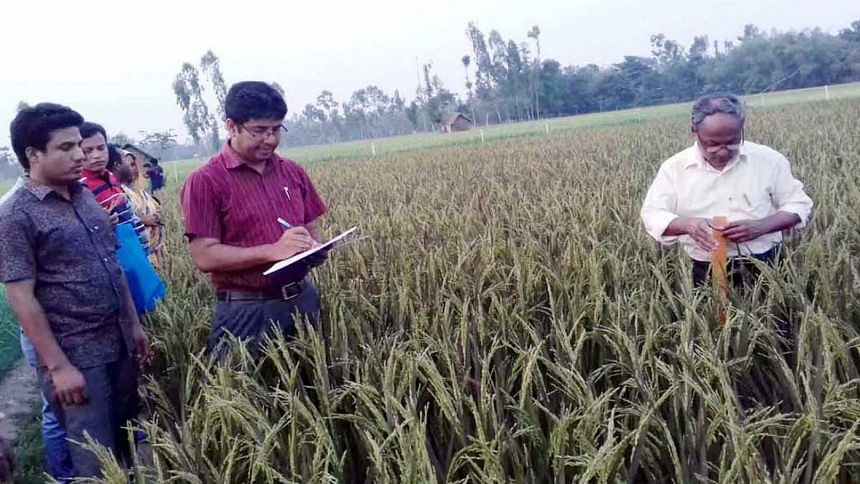 High potency purple paddy farming High potency purple paddy farming