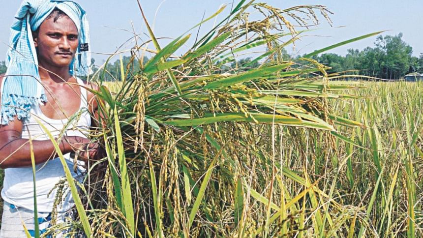 Paddy in Bangladesh Paddy in Bangladesh