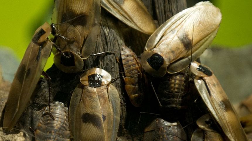 How to get rid of cockroaches How to get rid of cockroaches