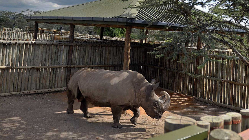 Sudan, one of four extremely endangered Northern White rhinoceros Sudan, one of four extremely endangered Northern White rhinoceros