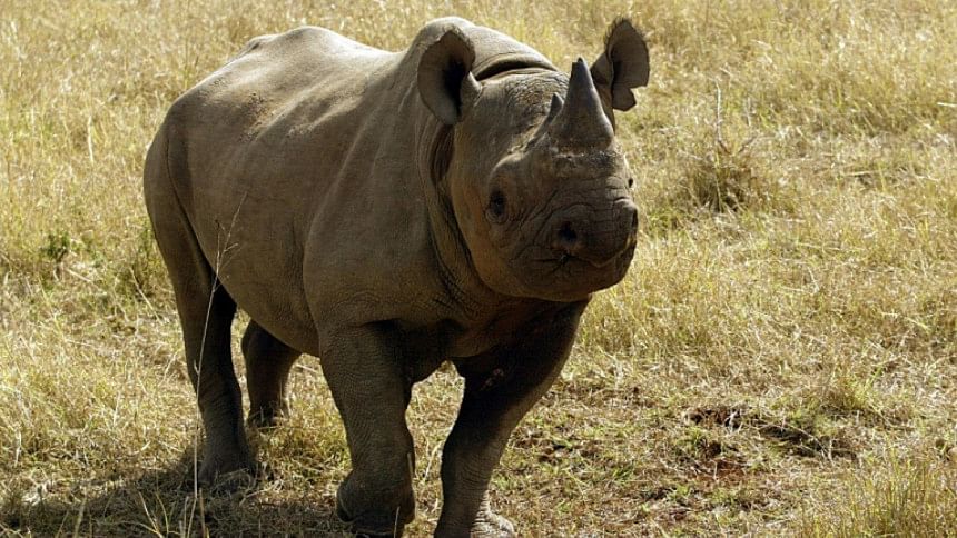 Black Rhino, Black Rhino,