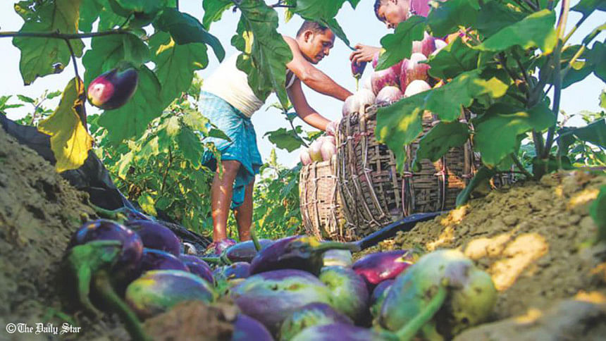 Farmers harvesting vegetables Farmers harvesting vegetables