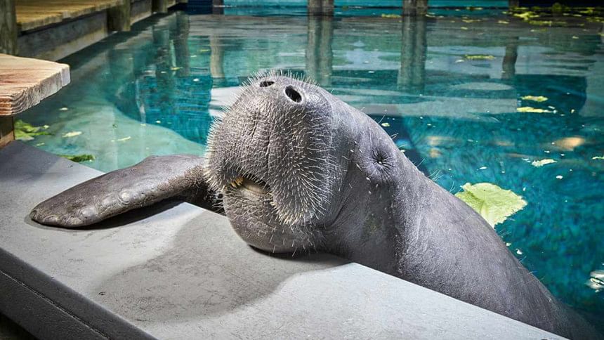 Snooty the manatee Snooty, manatee, Guinness World Records' 2017