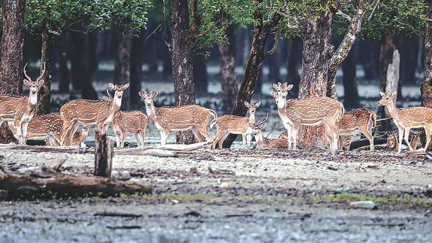 Sundarban Wildlife | The Daily Star