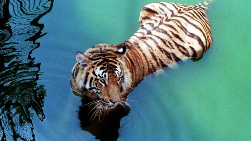 Tigress found dead in Sundarbans Tigress found dead in Sundarbans