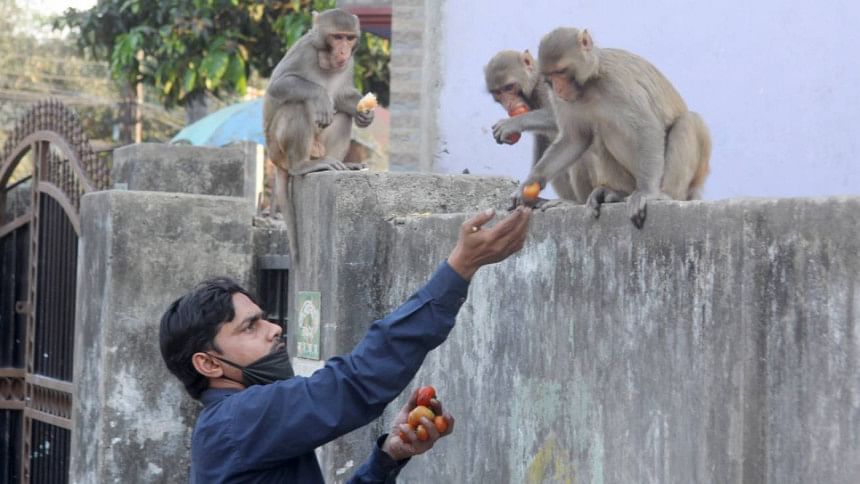 Locals in Sylhet begin feeding monkey Locals in Sylhet begin feeding monkey