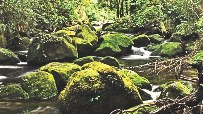 Te Urewara National Park Te Urewara National Park