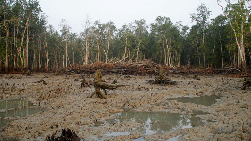 The World Largest Mangrove Forest Sundarbans The World Largest Mangrove Forest Sundarbans