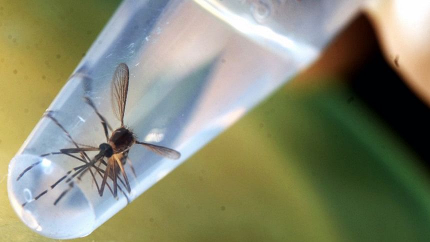 Aedes aegypti mosquito, Zika virus