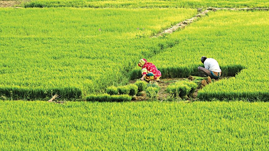 Aus paddy growers to get Tk 57 crore as incentive incentives for Aus