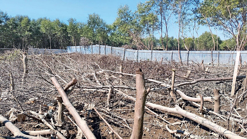 Cox's-bazar-mangrove-forest Cox's-bazar-mangrove-forest