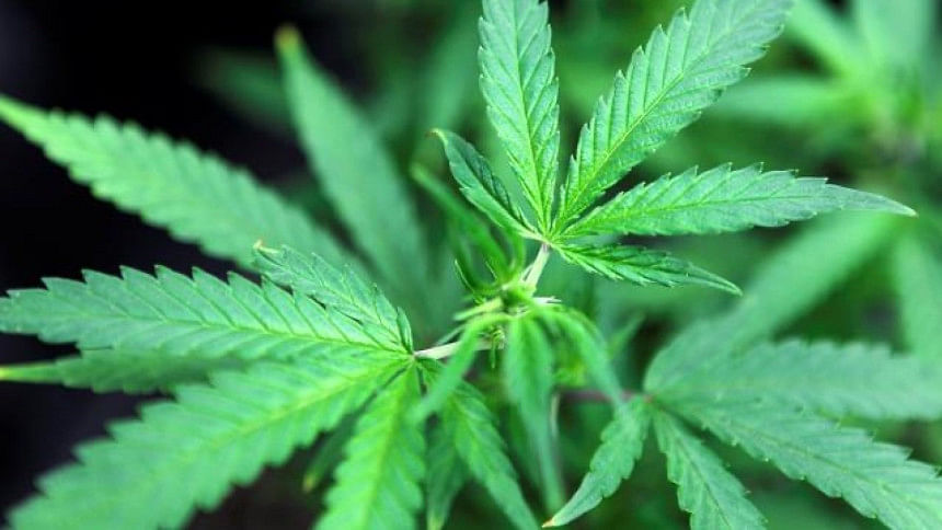 cannabis-marijuana-reuters cannabis-marijuana-reuters