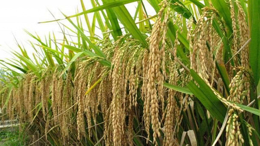 Hybrid Rice Acreage Shoots Up As Prices Rise | The Daily Star