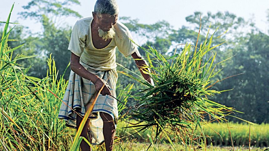 agriculture of bangladesh essay