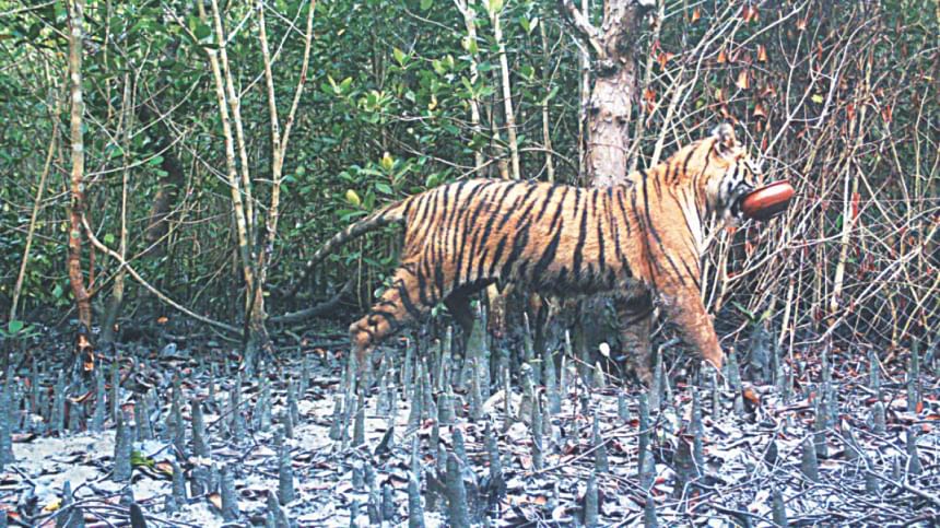 Tiger Census in Sundarbans 2022: Over 200 cameras to be installed Camera trap photo shows a Royal Bengal tiger walking off with a clay pot in its mouth in Sundarbans