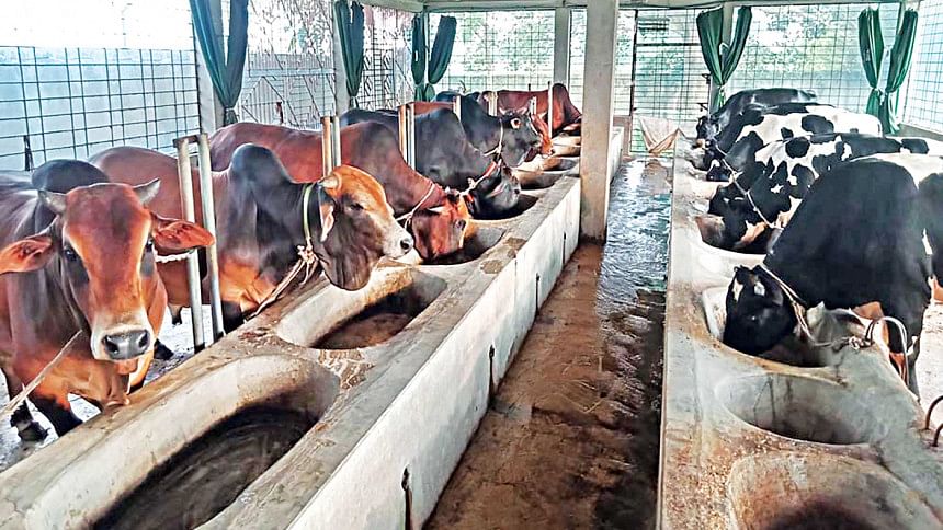 Cattle traders expect good business this Eid-ul-Azha eid-ul-azha 2022