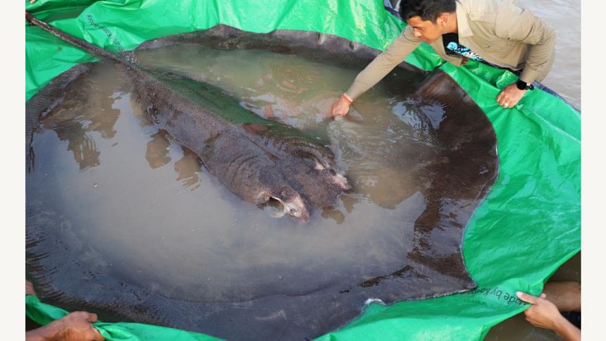 World’s largest recorded freshwater fish caught in Cambodia | Daily Star