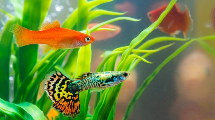 Top 4 ideas to decorate an aquarium Top 4 ideas to decorate an aquarium
