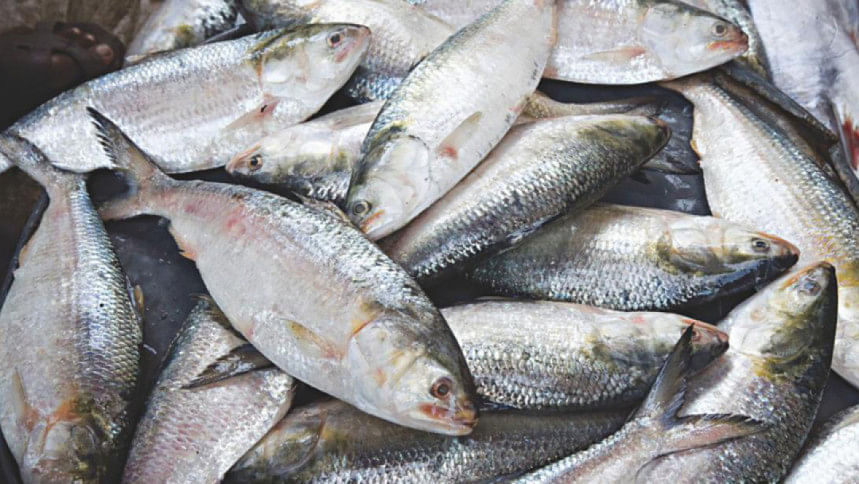 Hilsa catching in bd sea Hilsa catching in bd sea