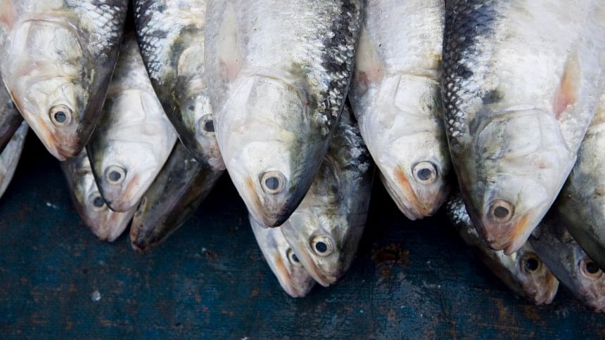 The health benefits of eating hilsa The health benefits of eating hilsa