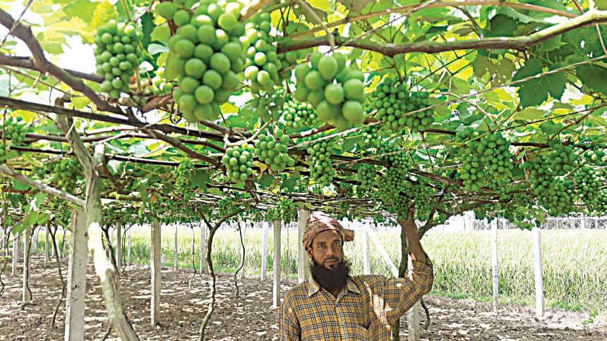 Good prospects for grape farming in Jhenaidah Jhenaidah grape farming