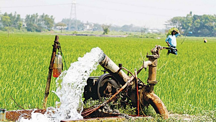 Cultivation of Aman Paddy in Chattogram Aman cultivation in Chattogram