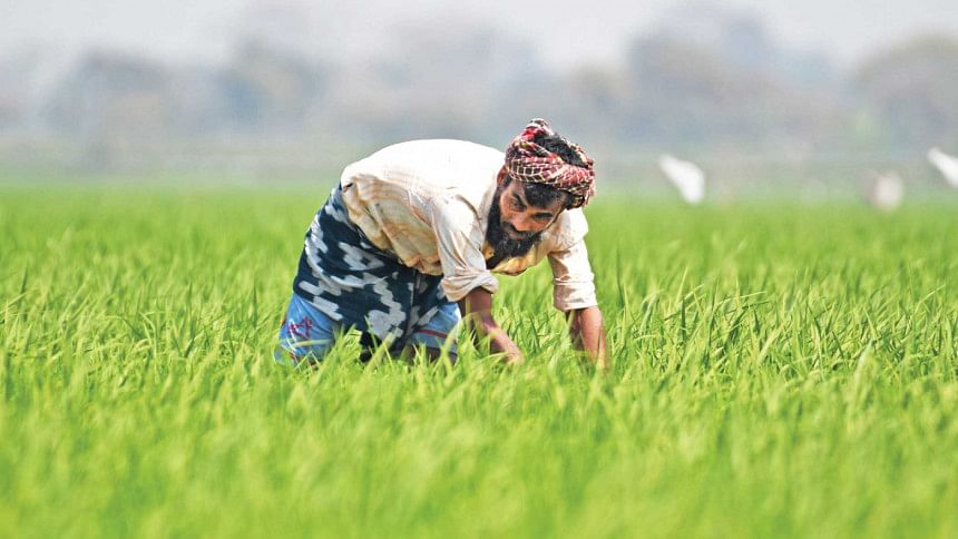 paddy cultivation paddy cultivation