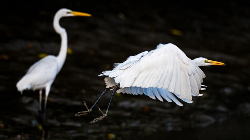 Your complete guide to visiting the Sundarbans 