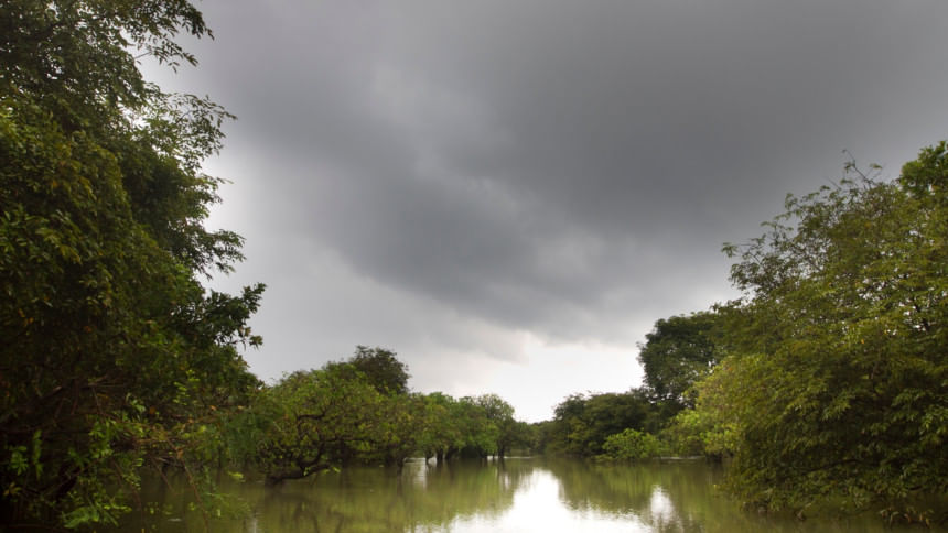 Ratargul Swamp Forest Bangladesh Ratargul sylhet
