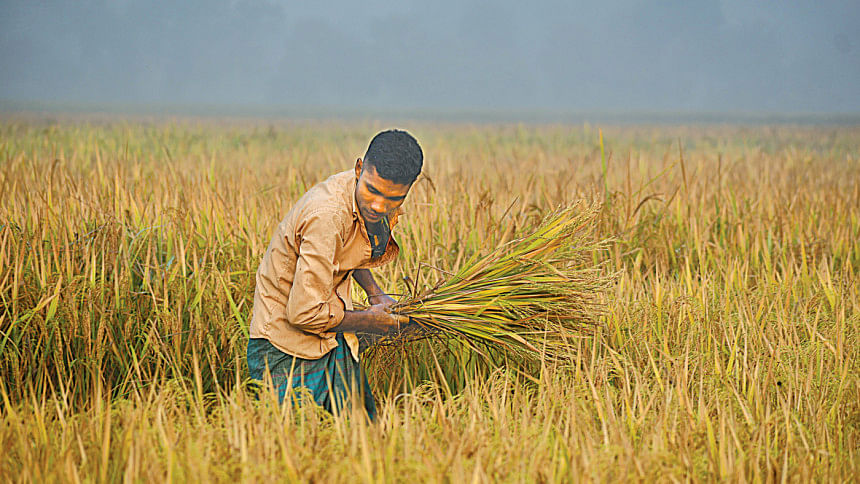 Aman farmers of 6 dists in the north see bumper yield Aman production