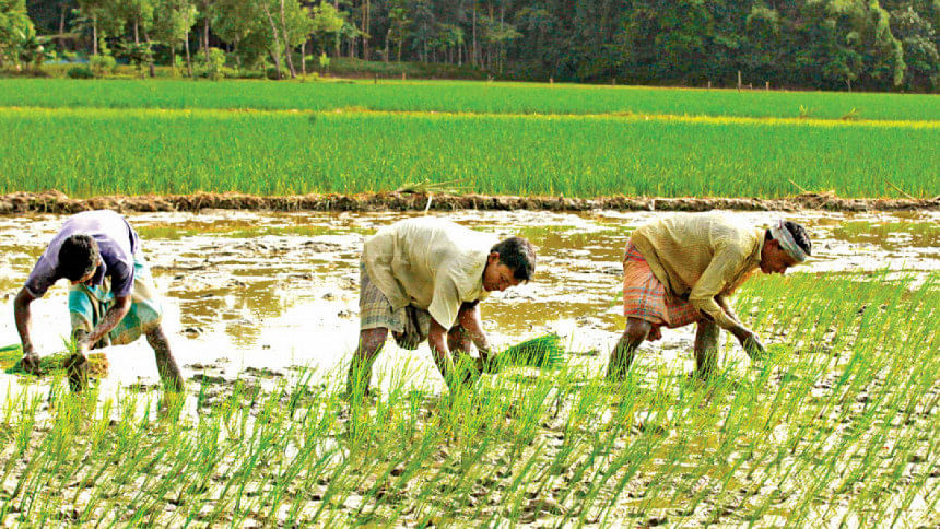 Most local paddy varieties go extinct in Pirojpur | The Daily Star