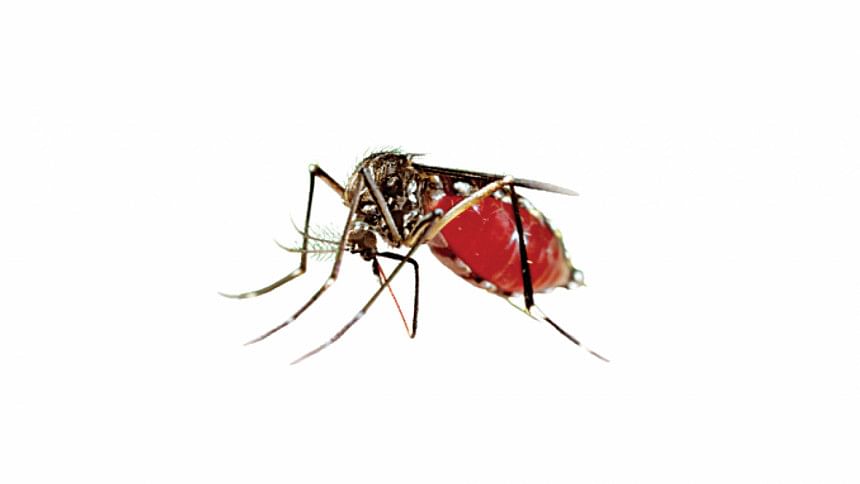 dengue mosquito Dengue dengue mosquito