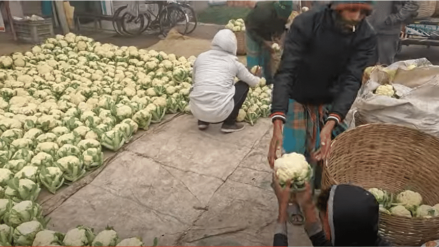 Jashore farmers all set to ship cabbage to Malaysia, Singapore, Taiwan Jashore farmers all set to ship cabbage to Malaysia, Singapore, Taiwan