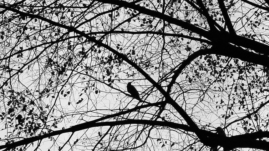 A crow sitting on the branch of a tree.