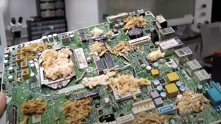This computer is powered by real mushrooms: Here’s how This computer is powered by real mushrooms: Here’s how