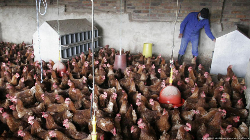Bird flu outbreak: Will it cause the next pandemic? Bird flu outbreak: Will it cause the next pandemic?