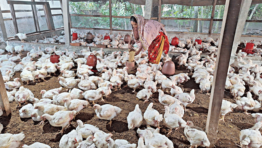 Ingredients Cheaper But Poultry Feed Prices Still High | Egg And ...