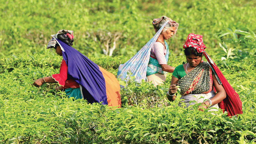 tea cultivation in bangladesh