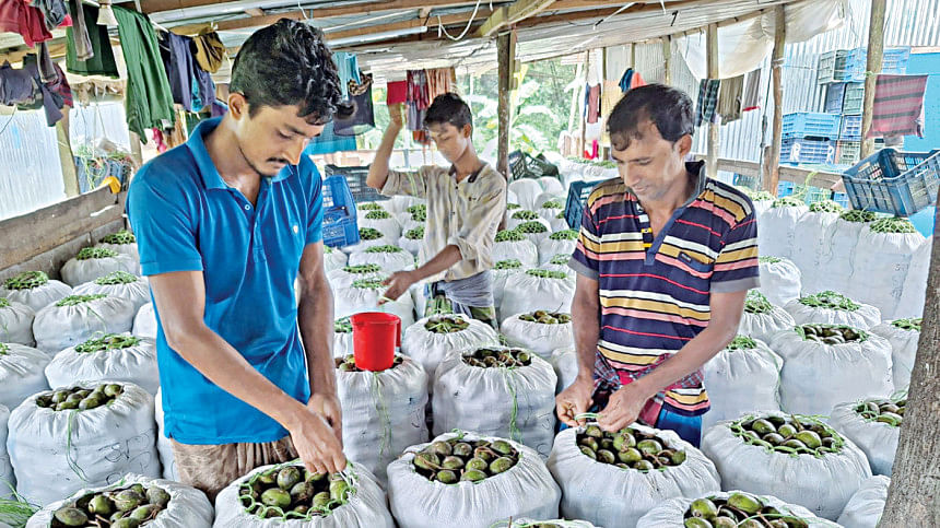 Hog plum farmers log better business