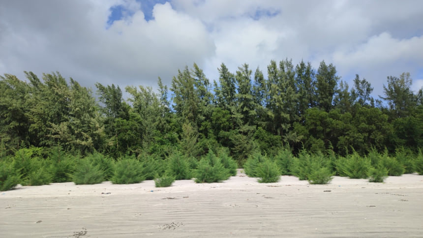 5 beautiful forests to visit in Bangladesh  Jhau Bon, also known as the "Jhau Forest", is an integral part of the Kuakata landscape.