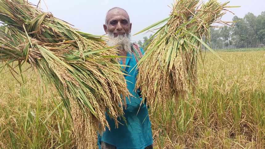 Rice Production in Bangladesh 2023: Rice production hits record high ...