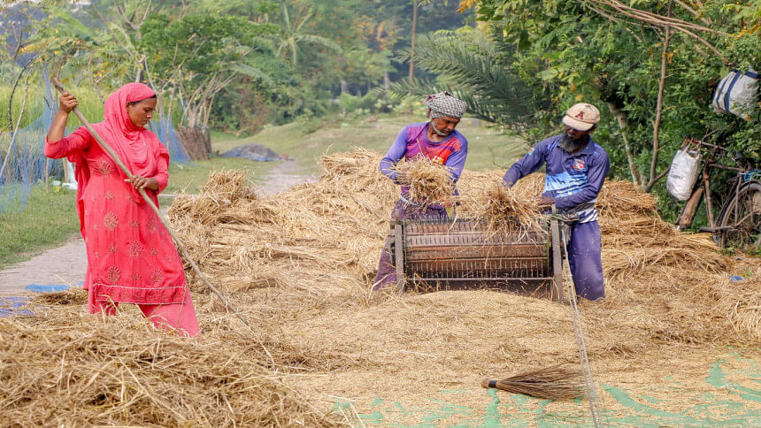 Govt's paddy purchase continues to be low Paddy purchase by the Bangladesh Government is low