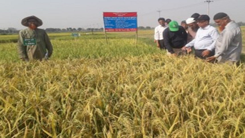 2 New High-Yielding Boro Rice Varieties | BRRI develops two new rice ...