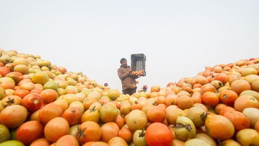 Tomato market in Bogura, tomato farmers in Bogura, tomato cultivation in Bogura, Bogra tomato farmers happy, Tomato market bogura today, Bogura tomato farming brings smiles to farmers, tomato farmers making huge profits in Bogura