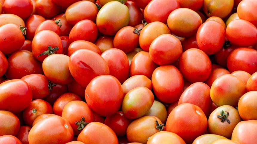 Tomato market in Bogura, tomato farmers in Bogura, tomato cultivation in Bogura, Bogra tomato farmers happy, Tomato market bogura today, Bogura tomato farming brings smiles to farmers, tomato farmers making huge profits in Bogura