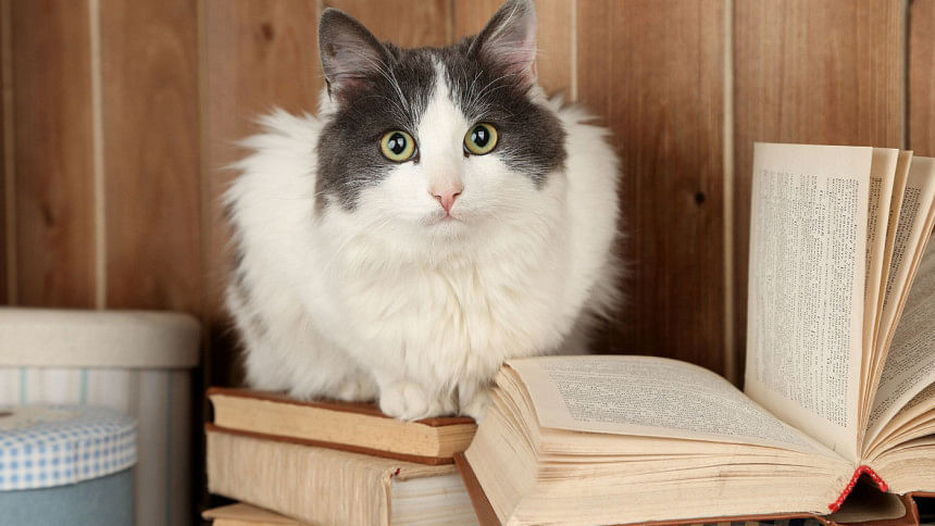 US library excusing overdue book charges in exchange for cat photos US library excusing overdue book charges in exchange for cat photos