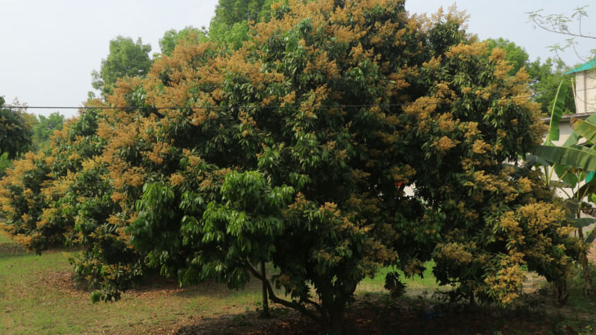 Lichi growers eyeing a bumper harvest Lichi growers eyeing a bumper harvest